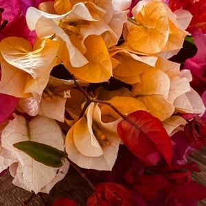 Meet your Posher, Hala